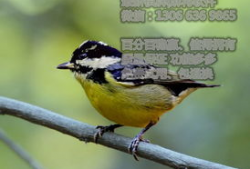 麻豆币,数字货币的崛起与未来展望